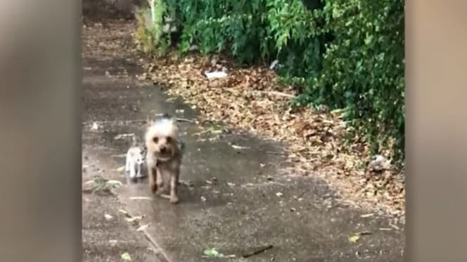 Un chien et un chaton côte à côte sous la pluie