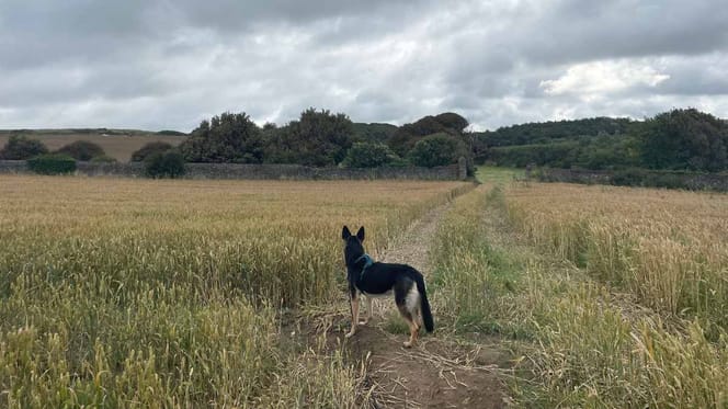 Hund zwischen Getreidefeldern