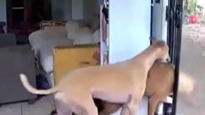 Hunde drängeln sich durch die Terrassentür