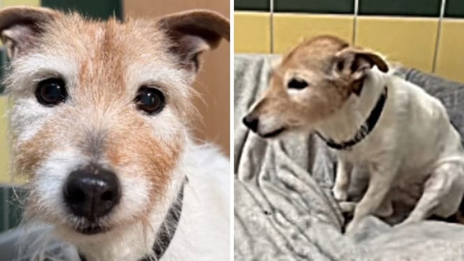 Hunde-Omi Bella