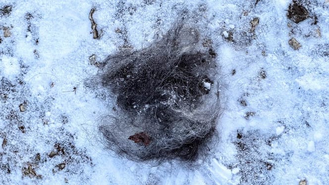 Touffe de poils de chien dans la neige