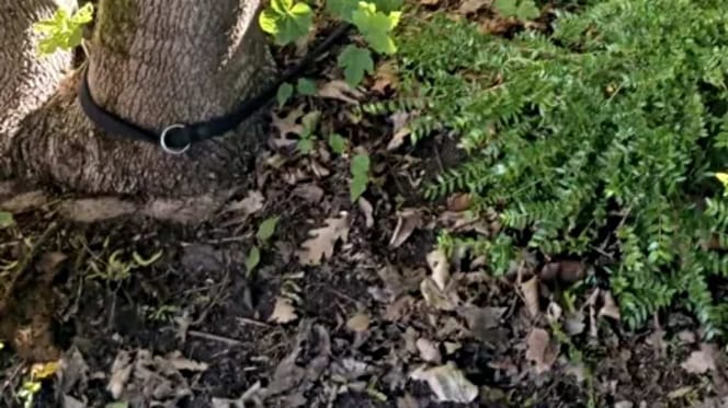 Hundeleine um einen Baum