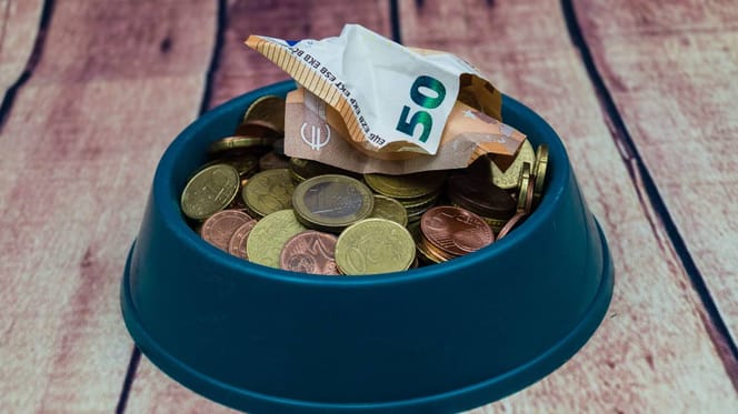 Hundenapf mit Geld darin