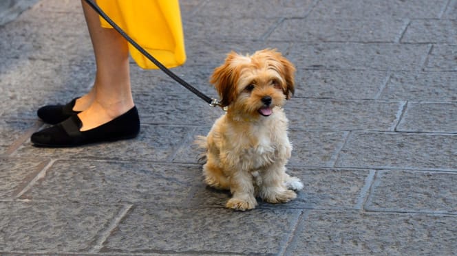 Hundesteuer in Südtirol gescheitert