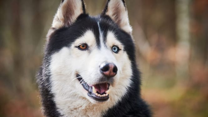 Husky