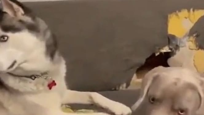 Husky und Weimaraner