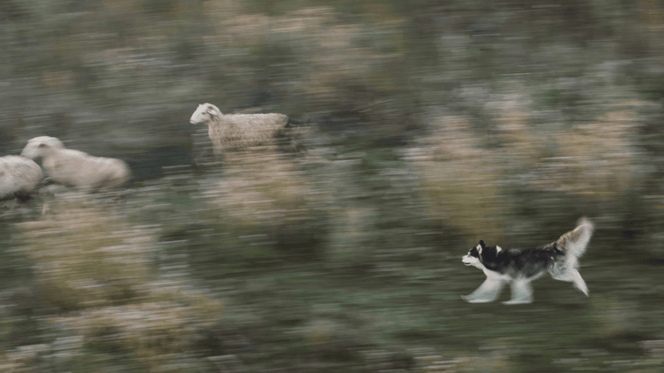 Husky chasing livestock in a field