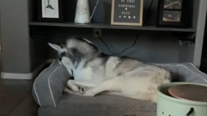 Un husky esconde la cabeza en el sofá