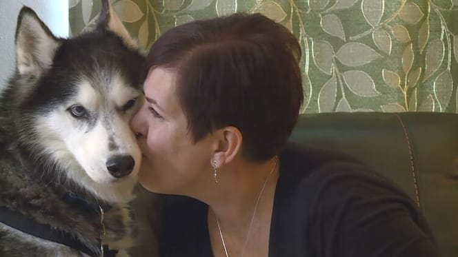 husky individua tumore