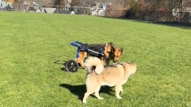 Husky et Berger allemand