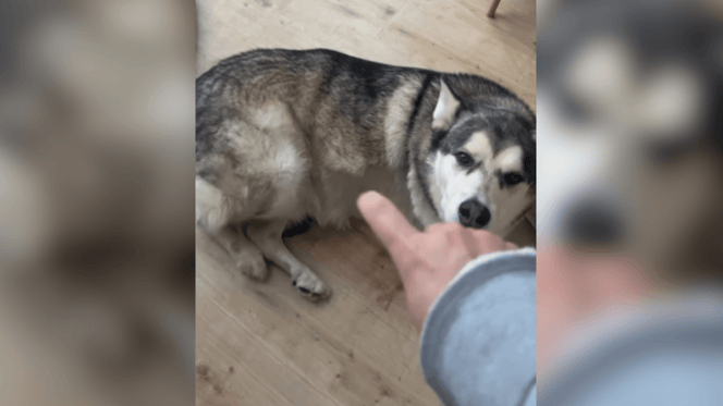 Husky lifting his leg for belly rubs