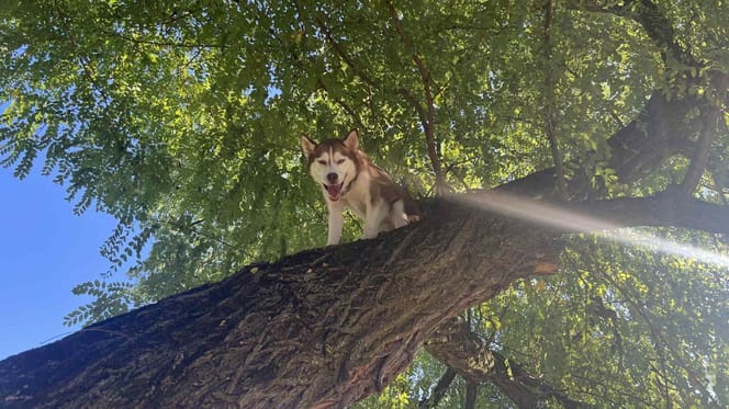 Husky na drzewie