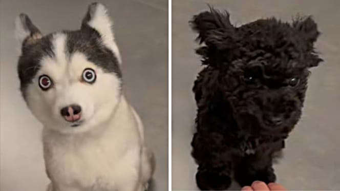 Husky-Welpe und Pomsky-Welpe