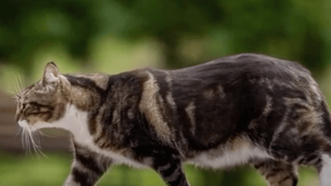 il gatto Max