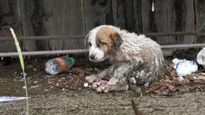 in de steek gelaten pup