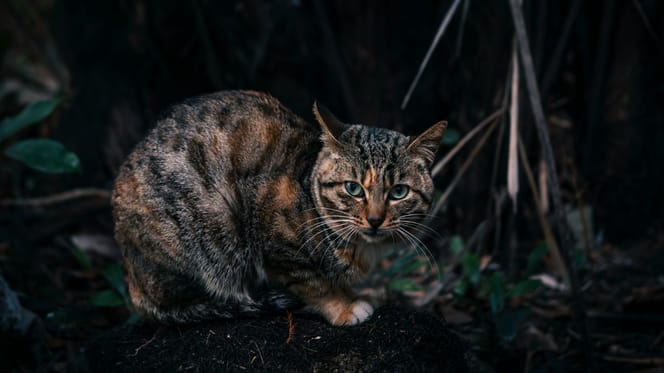 In Sneek zetten ze een actiegroep op om vermeende kattenbeul te vinden