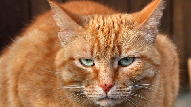 Inbreker steelt rode kat voor geluk maar wordt keer op keer gepakt