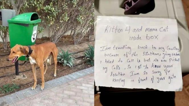 influencers-dubai-abandonan-a-sus-perros