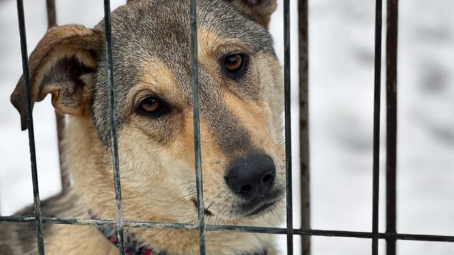 Interwencja w Kuflewie