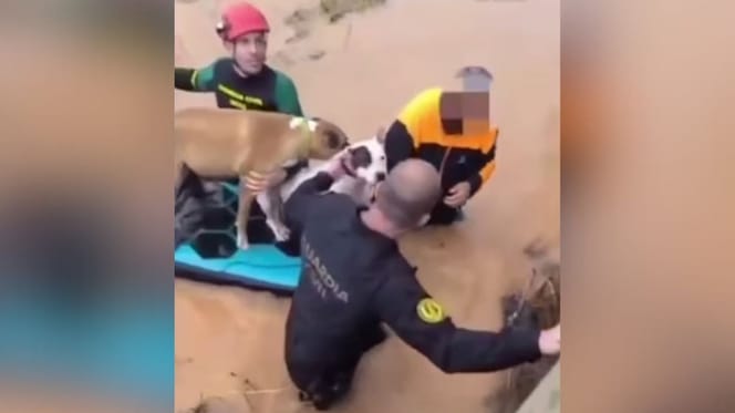inundaciones-en-ibiza-2025-perros-rescatados