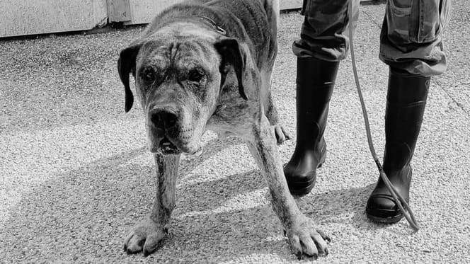 Dogo canario abandonado frente al refugio