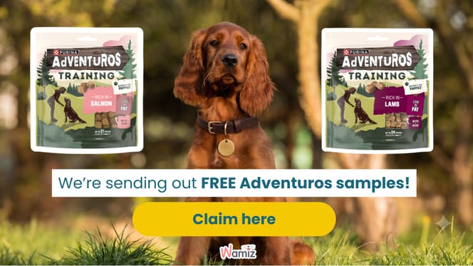 irish setter puppy sitting with two packs of adventuros training treats