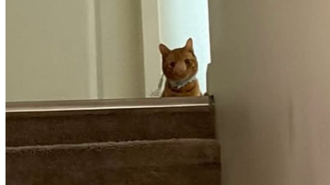 Biscuit, de kat wiens neus is opgezwollen door een schimmelinfectie