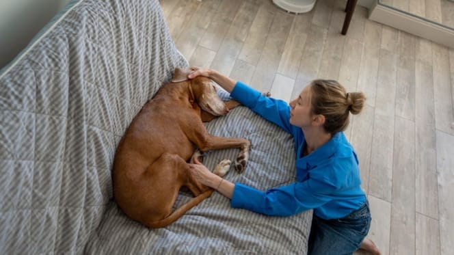 italia-permiso-laboral-cuidar-perro-enfermo