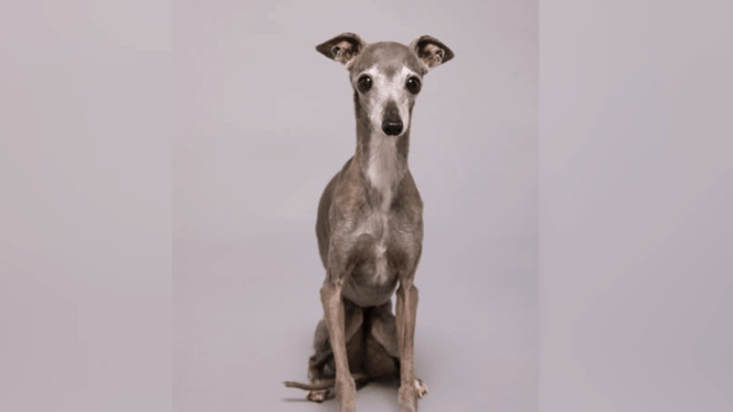 Italian Greyhound Tika who has passed away