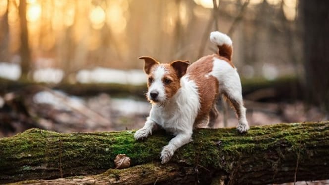 Jack Russell in the wild