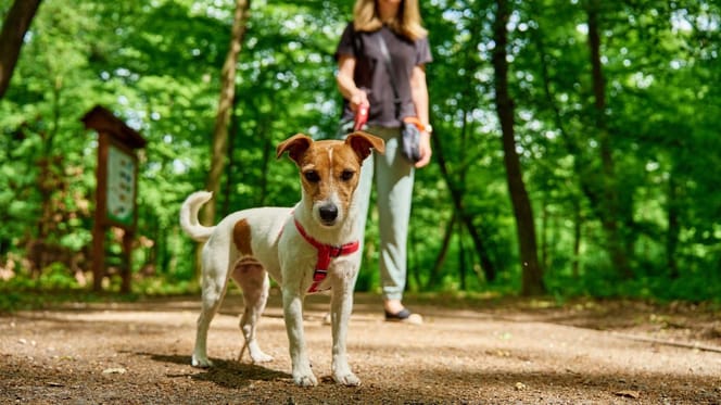 Jack Russell in een park