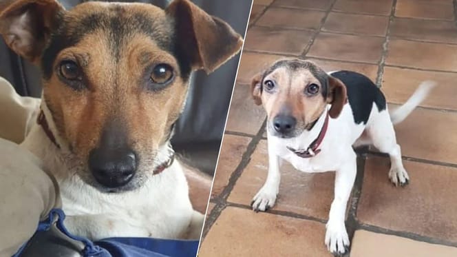 Jack Russel Lotje is al 2 weken vermist sinds inbraak in Baarle-Nassau