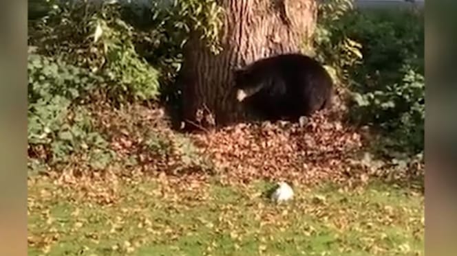 Jack Russell Terrier und ein Bär