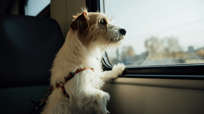 Jack Russell looking out of train window