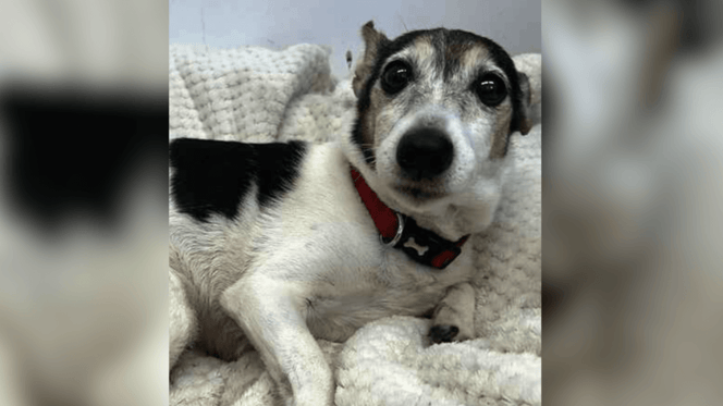 Jack Russell lying in her bed