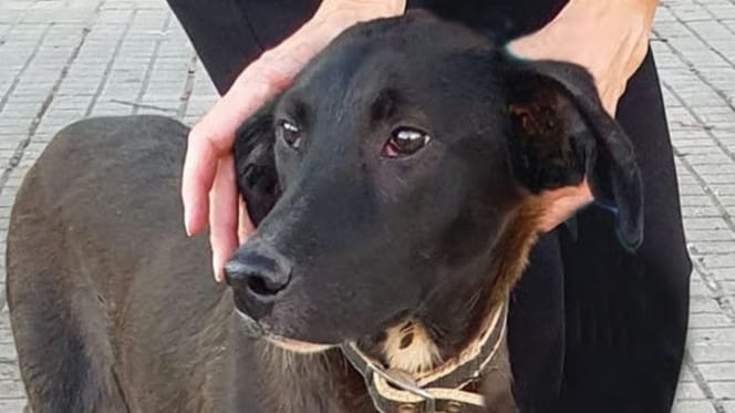 jackie-perro-en-adopcion