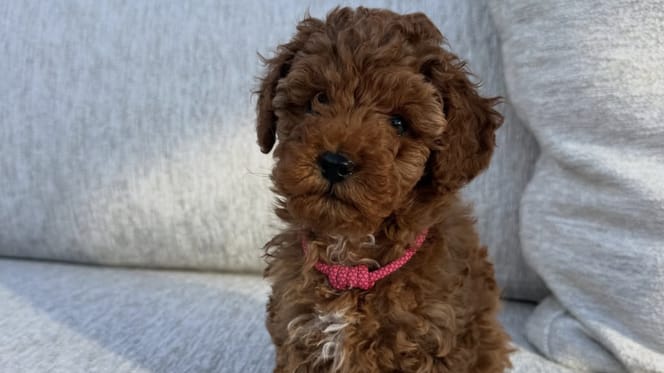 Jan Bauer en gezin hebben een nieuwe pup