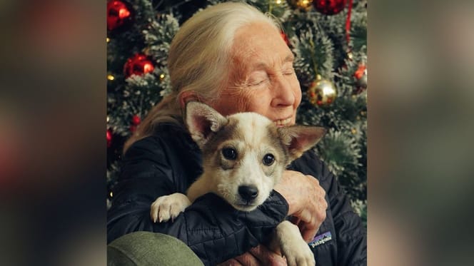 jane-goodall-con-perro-en-brazos