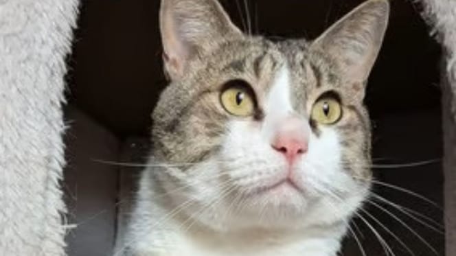 jason-gato-en-adopcion-valladolid