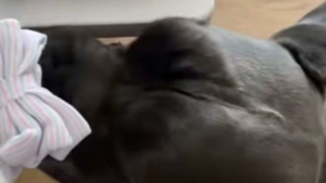 Jax le Cane Corso