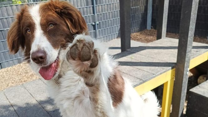 Jena is op zoek naar iemand die haar wil adopteren. Ben jij diegene?