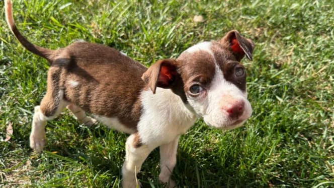 Joey le chien