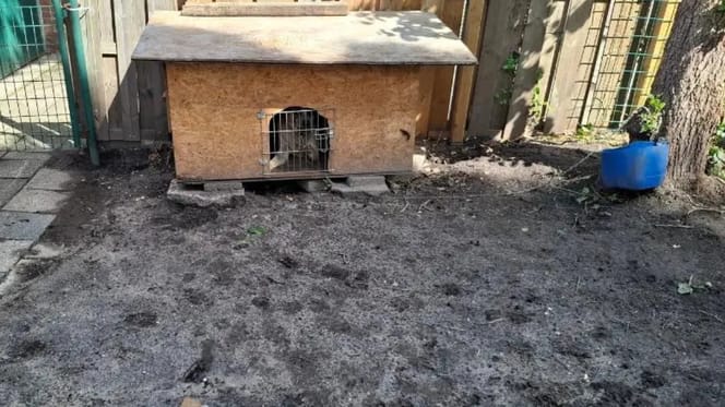 Jonge hond in Alkmaar ernstig verwaarloosd in veel te klein hok