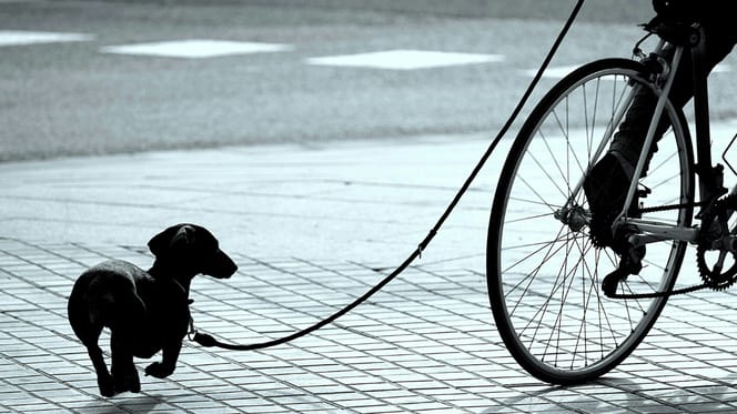 jongeren slepen hond achter fatbike, melden zich later bij politie