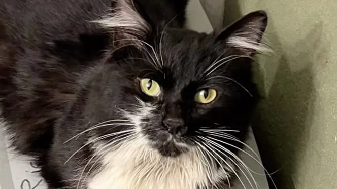 Josie, die Streunerkatze
