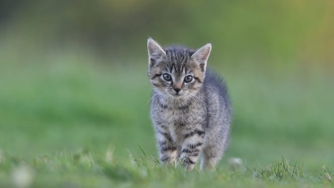 Jeune Felis silvestris