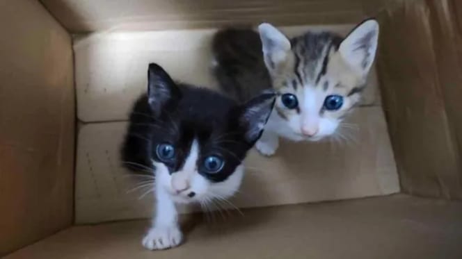 Junge Katzen in einem Karton