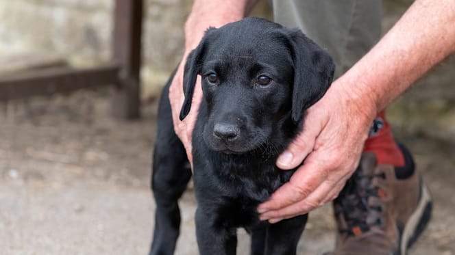 Junger schwarzer Labrador
