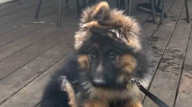 Kaiser le chiot