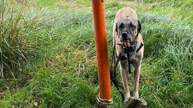 Kangal ausgesetzt